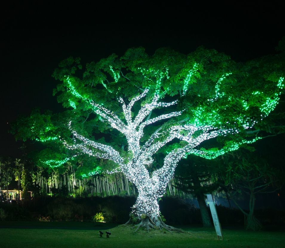 Đèn LED quấn cây, trang trí hàng cây cảnh quan ban đêm